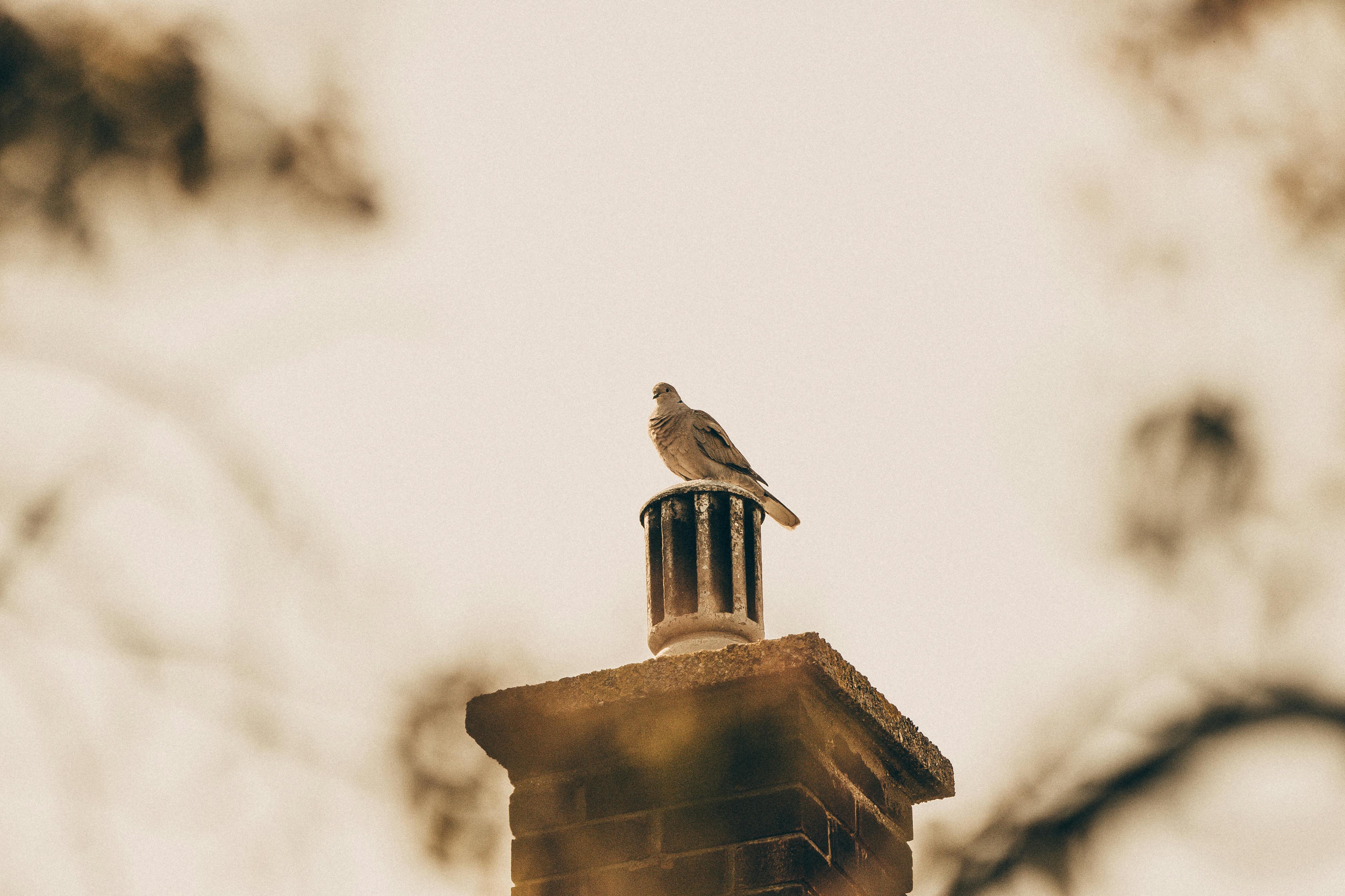 Professional Chimney Cap Installation Services in Norwell, MA Expert Chimney Cap Installation in Norwell, Massachusetts
